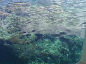 HONEYMOON_CORAL.jpg