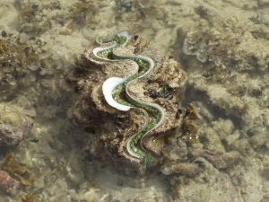 Giant Clam.jpg